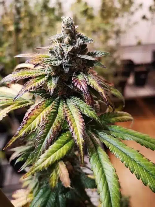 Majestic 12 Feminized Marijuana Seeds | Majestic 12 Strain | The Seed Fair