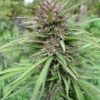Manitoba Poison Feminized Marijuana Seeds | Manitoba Poison Strain | The Seed Fair