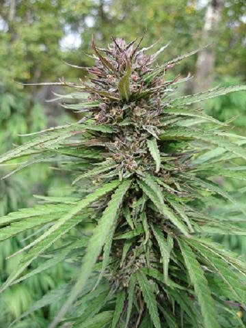 Manitoba Poison Feminized Marijuana Seeds | Manitoba Poison Strain | The Seed Fair