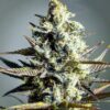 Marionberry Kush Feminized Marijuana Seeds | Marionberry Kush Strain | The Seed Fair