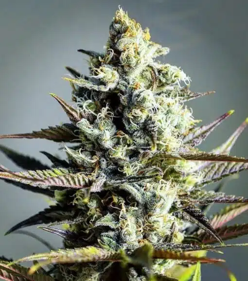 Marionberry Kush Feminized Marijuana Seeds | Marionberry Kush Strain | The Seed Fair
