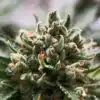 Marcosus Marshmellow Feminized Marijuana Seeds | The Seed Fair | The Seed Fair
