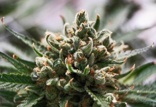 Marcosus Marshmellow Feminized Marijuana Seeds | The Seed Fair | The Seed Fair