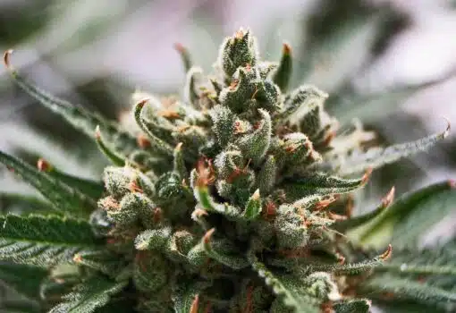 Marcosus Marshmellow Feminized Marijuana Seeds | The Seed Fair | The Seed Fair