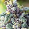 Mataro Blue Feminized Marijuana Seeds | Mataro Blue Strain | The Seed Fair