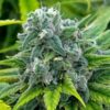 Maui Wowie Feminized Marijuana Seeds | Maui Wowie Strain | The Seed Fair