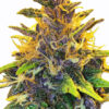 Medibud Feminized Marijuana | Medibud Feminized Strain | The Seed Fair