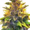 Medibud Feminized Marijuana | Medibud Feminized Strain | The Seed Fair