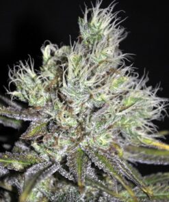 MediHaze Feminized Marijuana Seeds | Medihaze Feminized Strain | The Seed Fair