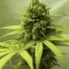 Medicine Man Feminized Marijuana Seeds | Medicine Man Strain | The Seed Fair