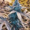 Mendo Breath Feminized Marijuana Seeds | Mendo Breath Strain | The Seed Fair