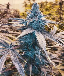 Mendo Breath Feminized Marijuana Seeds | Mendo Breath Strain | The Seed Fair
