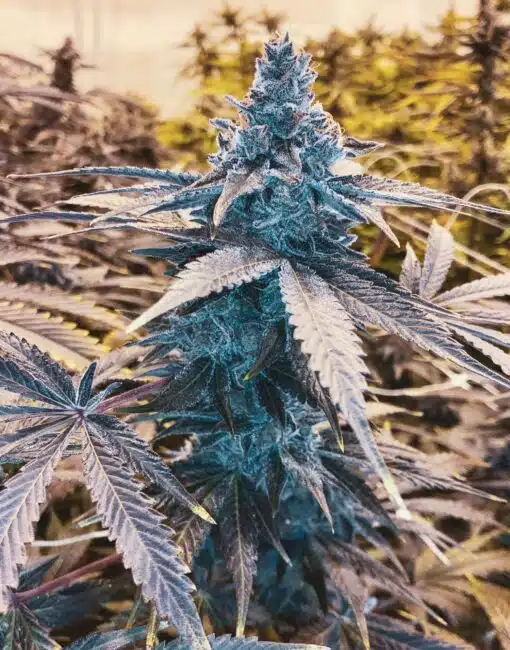 Mendo Breath Feminized Marijuana Seeds | Mendo Breath Strain | The Seed Fair