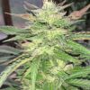 Mob Boss Feminized Marijuana Seeds | Mob Boss Strain | The Seed Fair