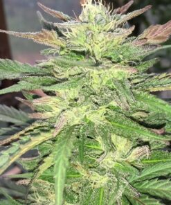 Mob Boss Feminized Marijuana Seeds | Mob Boss Strain | The Seed Fair