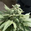 Molokai Frost Feminized Marijuana Seeds | Molokai Frost Strain | The Seed Fair