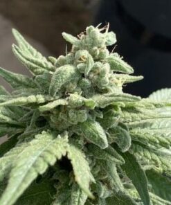 Molokai Frost Feminized Marijuana Seeds | Molokai Frost Strain | The Seed Fair