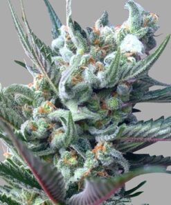 Moonshine Haze Feminized Marijuana Seeds | Moonshine Haze Strain | The Seed Fair