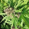 Mother of Berries Feminized Marijuana Seeds | Mother Of Berries Strain | The Seed Fair