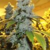 Motorbreath #15 Feminized Marijuana Seeds | Motorbreath #15 Strain | The Seed Fair