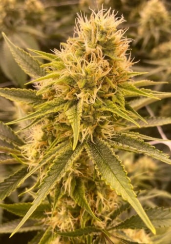 Mr. Tusk Feminized Marijuana Seeds | Mr. Tusk Strain | The Seed Fair