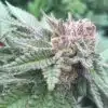 Nice Cherry Feminized Marijuana Seeds | Nice Cherry Strain | The Seed Fair