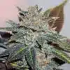 Night Nurse Feminized Marijuana Seeds | Night Nurse Strain | The Seed Fair