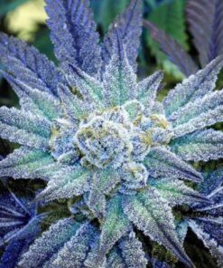 Night Terror OG Feminized Marijuana Seeds | Night Terror Strain | The Seed Fair