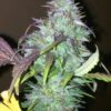 NY-47 Feminized Marijuana Seeds | NY-47 Feminized Strain | The Seed Fair
