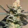 OCA’s Cloud 9 Feminized Marijuana Seeds | OCA's Cloud Strain | The Seed Fair