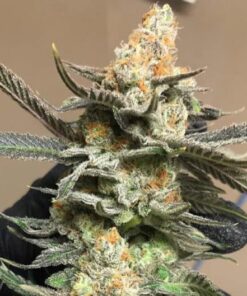 OCA’s Cloud 9 Feminized Marijuana Seeds | OCA's Cloud Strain | The Seed Fair