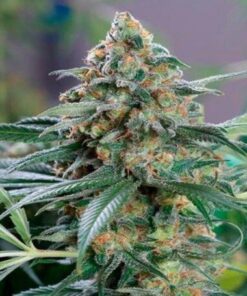 OG Los Angeles Kush Feminized Marijuana Seeds | OG Los Angeles Strain | The Seed Fair