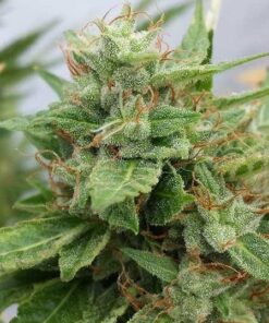 Ogre Feminized Marijuana Seeds | Ogre Feminized Strain | The Seed Fair