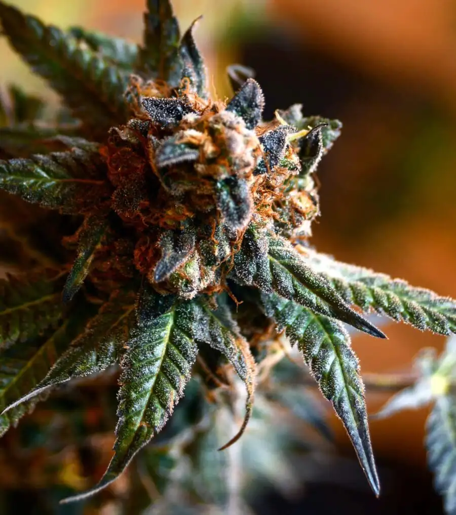 Opal OG Kush Feminized Marijuana Seeds | Opal OG Strain | The Seed Fair