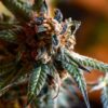 Opal OG Kush Feminized Marijuana Seeds | Opal OG Strain | The Seed Fair