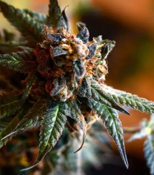 Opal OG Kush Feminized Marijuana Seeds | Opal OG Strain | The Seed Fair