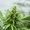 P-51 Feminized Marijuana Seeds | P-51 Feminized Strain | The Seed Fair