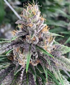 Pamelina Feminized Marijuana Seeds | Pamelina Feminized Strain | The Seed Fair