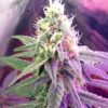 Pandora’s Box Feminized Marijuana Seeds | Pandora's Box Strain | The Seed Fair