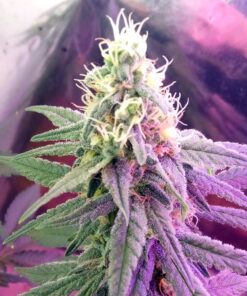 Pandora’s Box Feminized Marijuana Seeds | Pandora's Box Strain | The Seed Fair