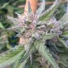 Pincher’s Creek Feminized Marijuana Seeds | Pincher's Creek Strain | The Seed Fair