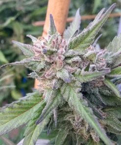 Pincher’s Creek Feminized Marijuana Seeds | Pincher's Creek Strain | The Seed Fair