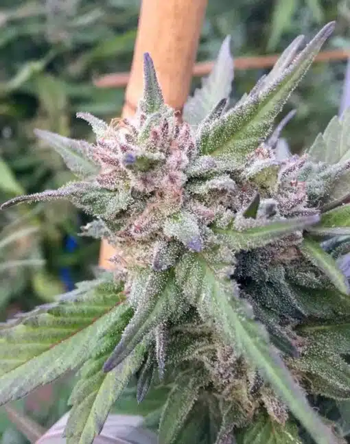 Pincher’s Creek Feminized Marijuana Seeds | Pincher's Creek Strain | The Seed Fair