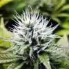 Maui Pineapple Chunk Feminized Marijuana Seeds | Maui Pineapple Strain | The Seed Fair