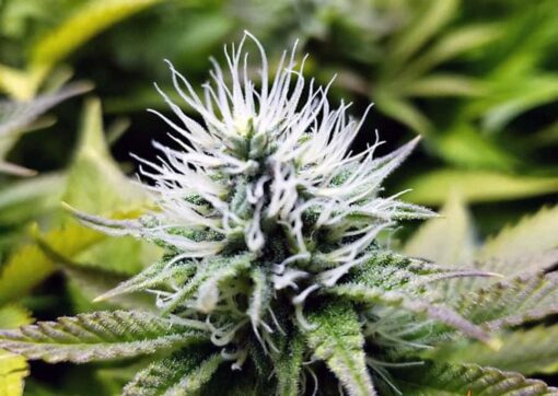 Maui Pineapple Chunk Feminized Marijuana Seeds | Maui Pineapple Strain | The Seed Fair