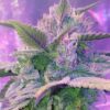 Pink Champagne Feminized Marijuana Seeds | Pink Champagne Strain | The Seed Fair