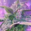 Pink Champagne Feminized Marijuana Seeds | Pink Champagne Strain | The Seed Fair