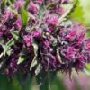 Pink Pez Feminized Marijuana Seeds | Pink Pez Strain | The Seed Fair
