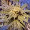 Pitbull Feminized Marijuana Seeds | Pitbull Feminized Strain | The Seed Fair