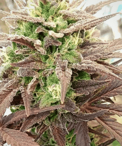 Platinum Bubba Kush Feminized Marijuana Seeds | Platinum Bubba Strain | The Seed Fair